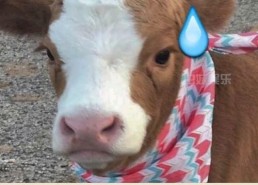 娱乐吃瓜酱讲道理,理性剖析娱乐圈是非曲直